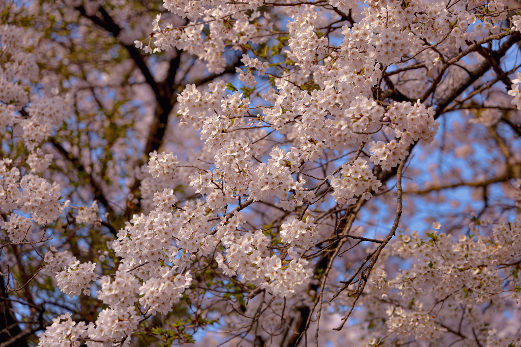 岩手県立大学の桜