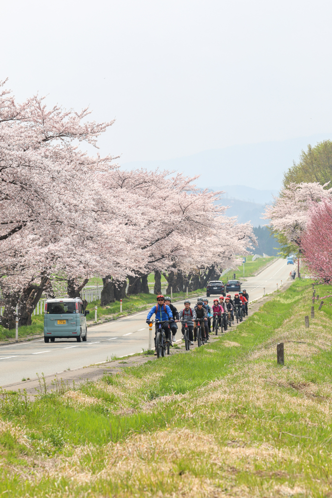 桜サイクリング