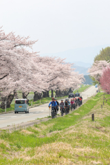 桜サイクリング