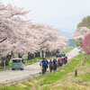 桜サイクリング