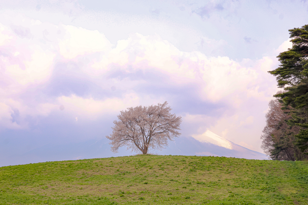 滝沢の一本桜