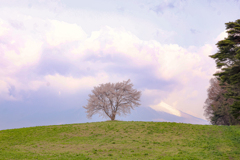 滝沢の一本桜