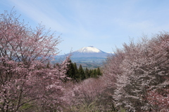 ヤマザクラと岩手山