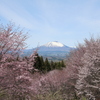 ヤマザクラと岩手山