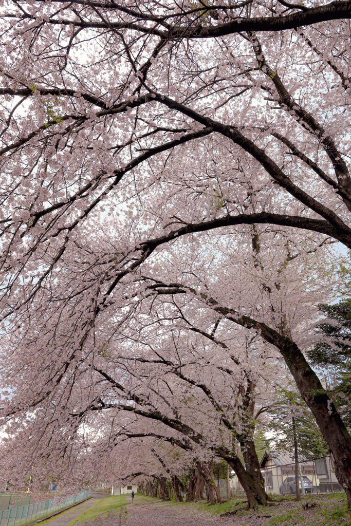 運動公園の桜