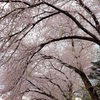 運動公園の桜
