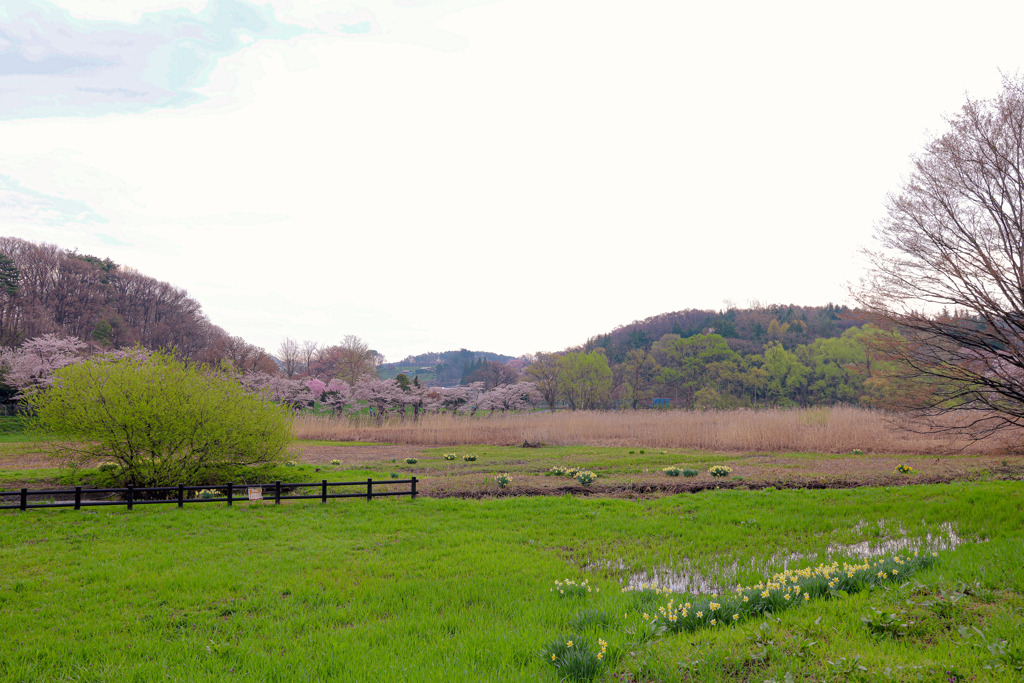高松の池の春