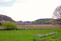 高松の池の春
