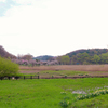 高松の池の春