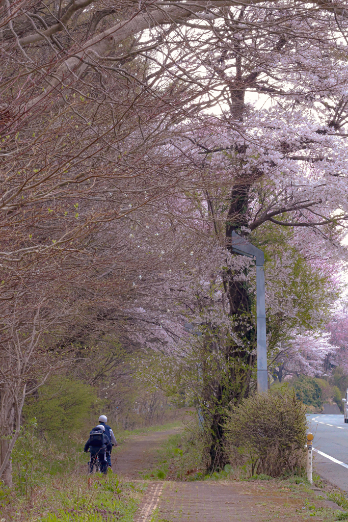 岩手県立大学の桜