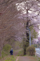 岩手県立大学の桜