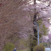 岩手県立大学の桜