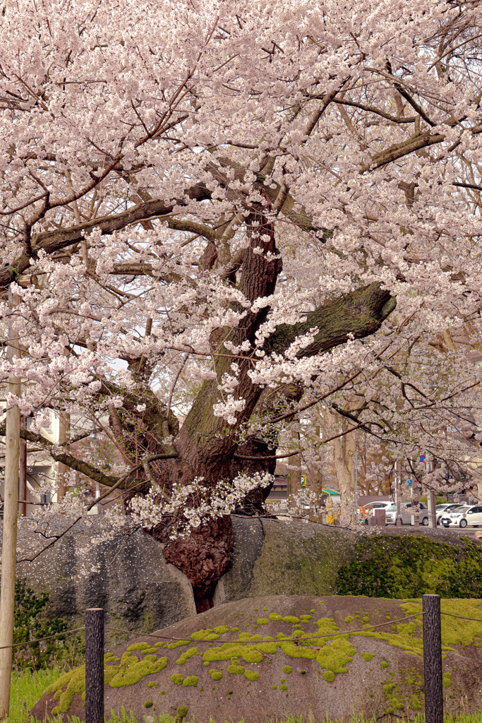 石割桜