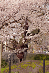 石割桜