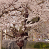 石割桜