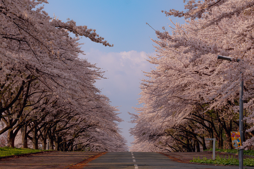 岩手県立大学の桜