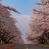 岩手県立大学の桜