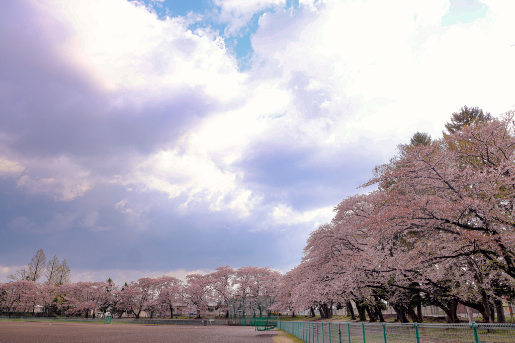 運動公園の桜