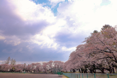 運動公園の桜