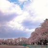 運動公園の桜
