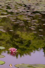 森林公園の睡蓮