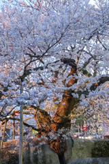 石割桜