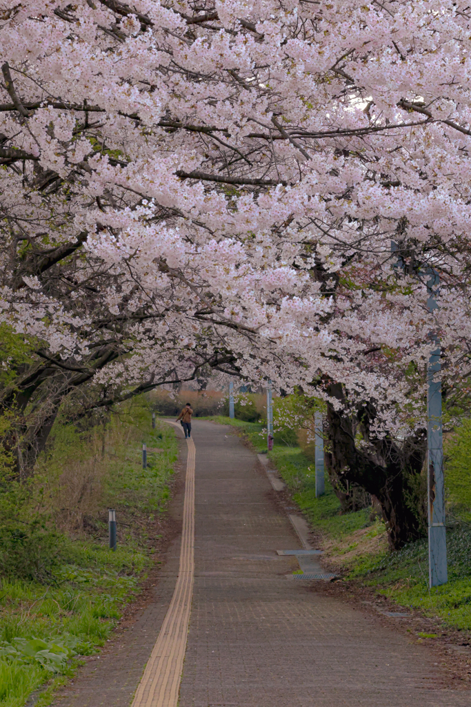 岩手県立大学の桜