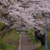 岩手県立大学の桜
