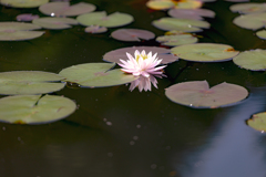 森林公園の睡蓮