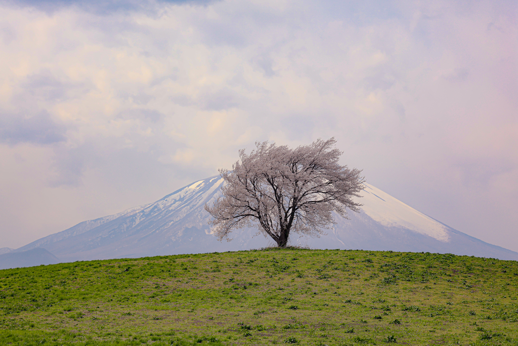 滝沢の一本桜