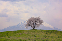 滝沢の一本桜