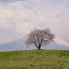 滝沢の一本桜