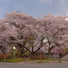 岩手県立大学の桜