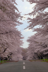 岩手県立大学の桜