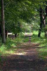 森林公園