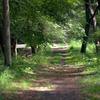 森林公園