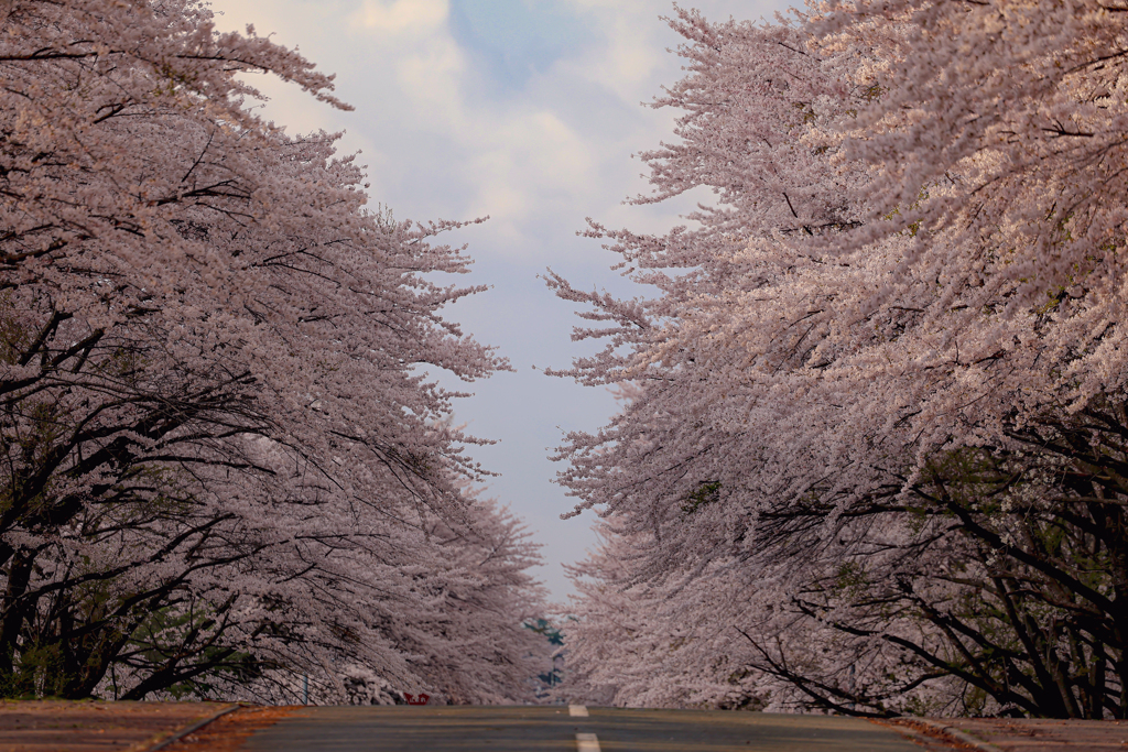 岩手県立大学の桜