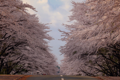 岩手県立大学の桜