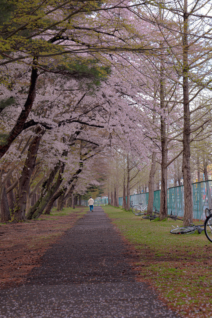 運動公園の桜