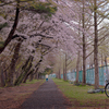 運動公園の桜