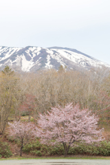 馬返しの春