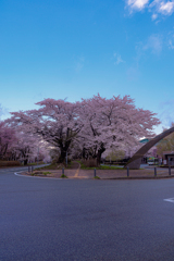岩手県立大学の桜