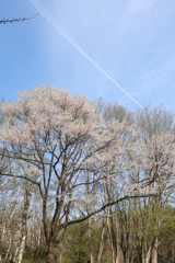 森林公園