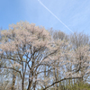 森林公園