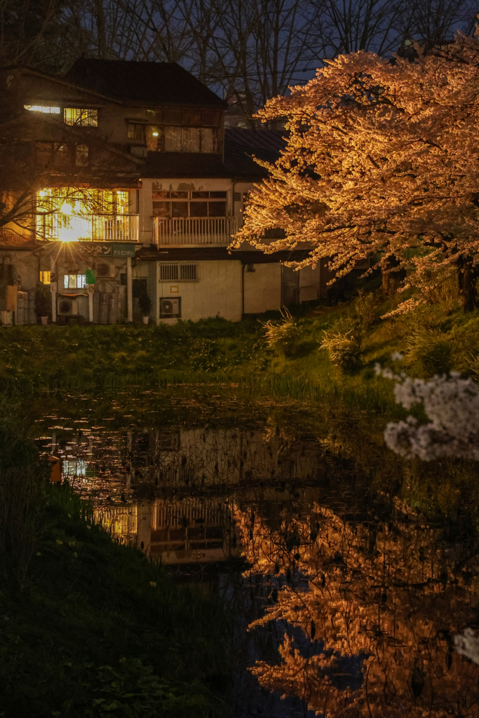 夜桜