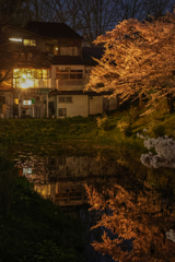 夜桜