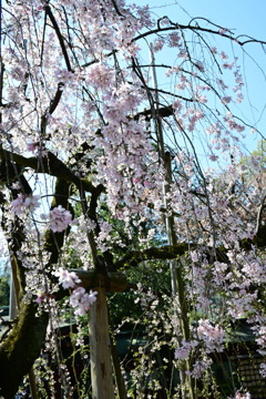 枝垂桜