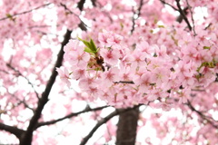 近所の桜