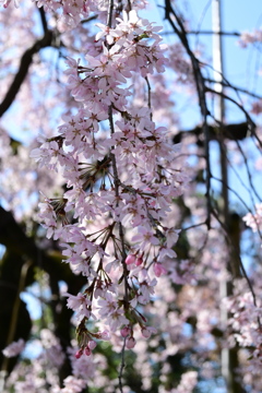 枝垂桜