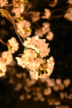 夜桜